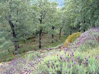 Jerte Valley