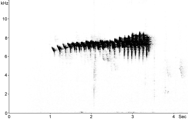 Sonogram of Firecrest song