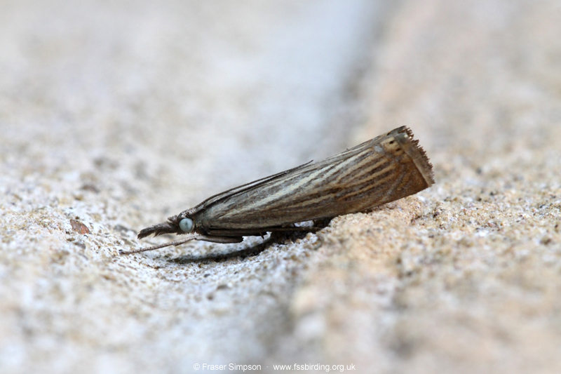 Garden Grass-veneer (Chrysoteuchia culmella)  Fraser Simpson