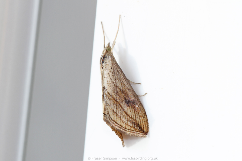 Garden Pebble (Evergestis forficalis)  Fraser Simpson
