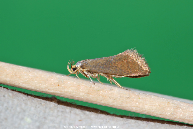 Golden-brown Tubic (Crassa unitella)  Fraser Simpson