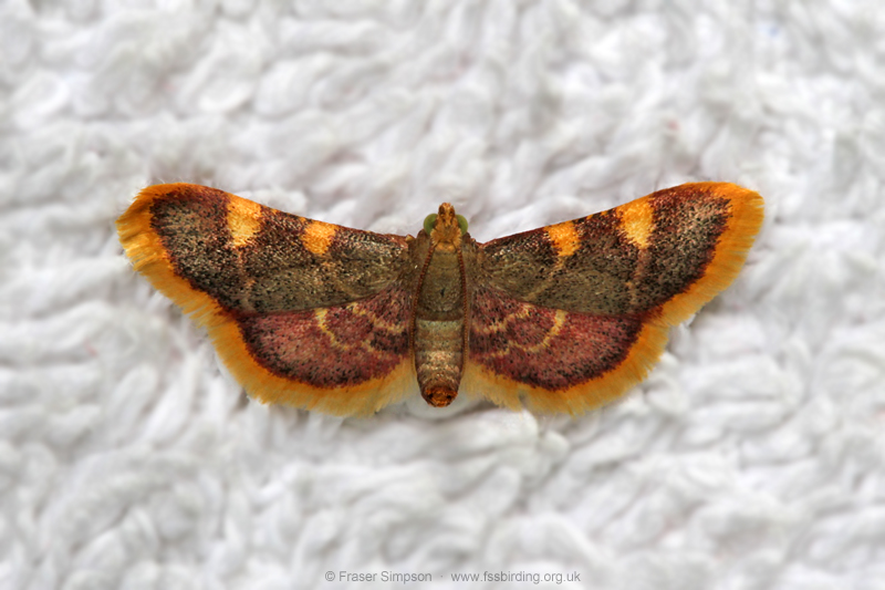 Gold Triangle (Hypsopygia costalis)  Fraser Simpson