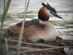 Great Crested Grebe