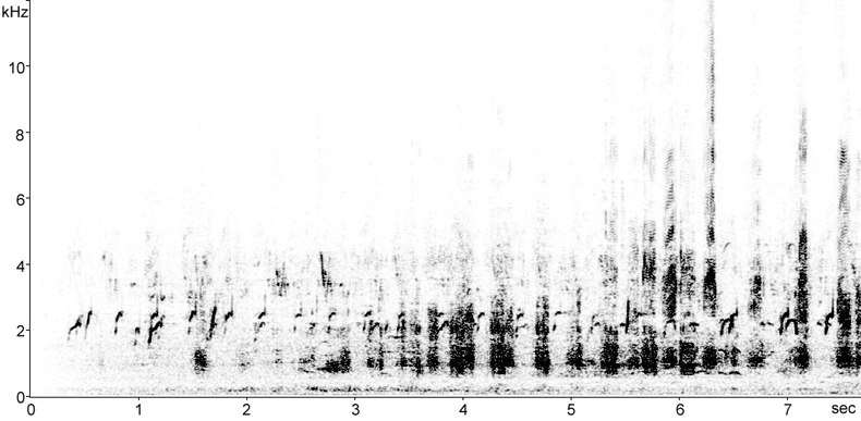 Sonogram of Greater Flamingo calls