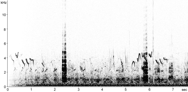 Sonogram of Greater Flamingo calls in flight