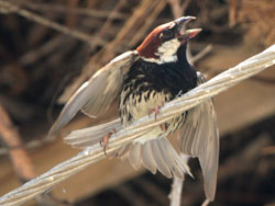 Spanish Sparrow (Passer hispaniolensis)