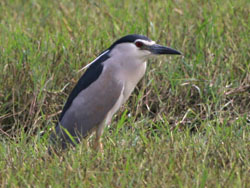 Night Heron (Nycticorax nycticorax)