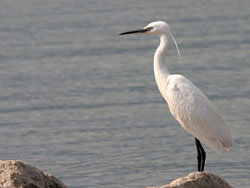 Little Egret (Egretta garzetta)