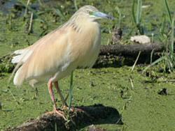 Squacco Heron (Ardeola ralloides)