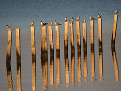 Terns on Lake Vistonida