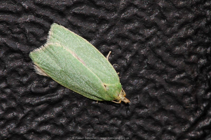 Green Oak Tortrix (Tortrix viridana)  Fraser Simpson