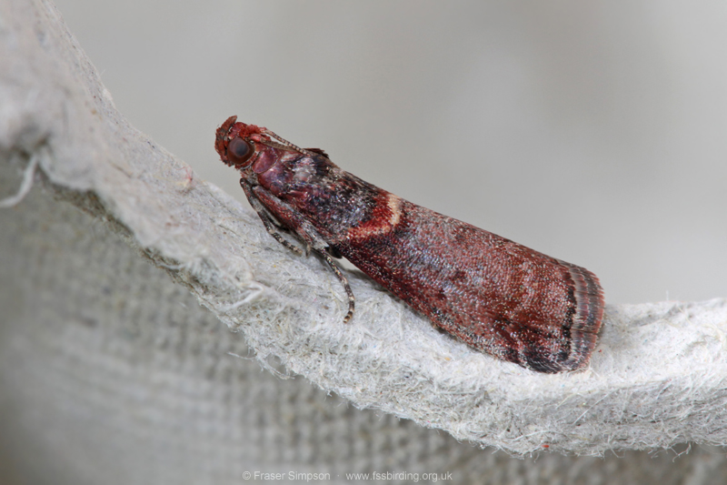 Grey Knot-horn (Acrobasis advenella)  Fraser Simpson