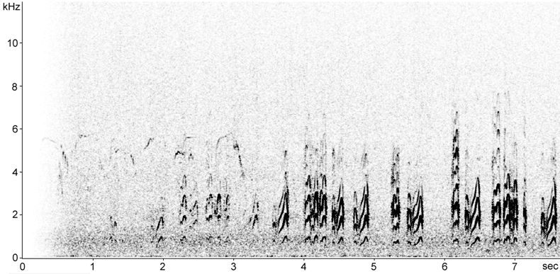 Sonogram of Gull-billed Tern calls
