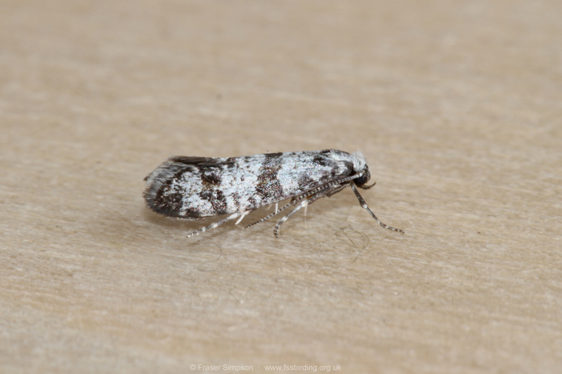 Hawthorn Moth(Scythropia crataegella)  Fraser Simpson
