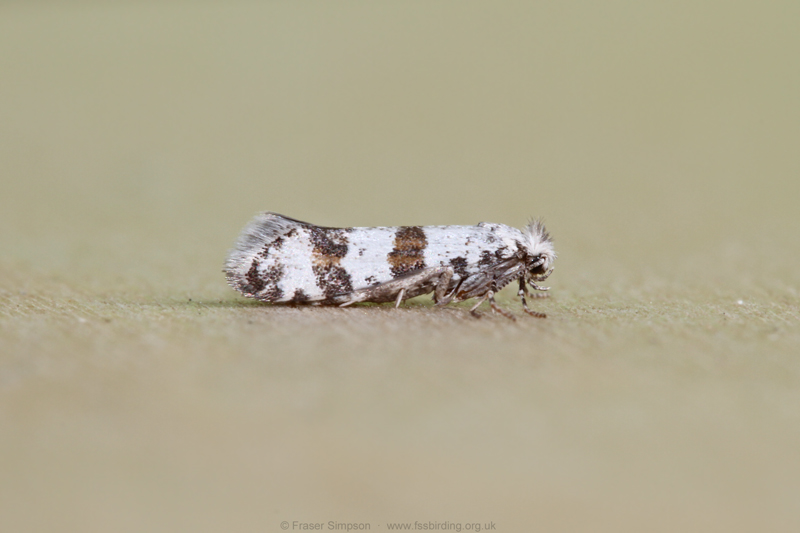 Hawthorn Moth(Scythropia crataegella)  Fraser Simpson