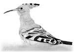 Hoopoe sketch  Fraser Simpson