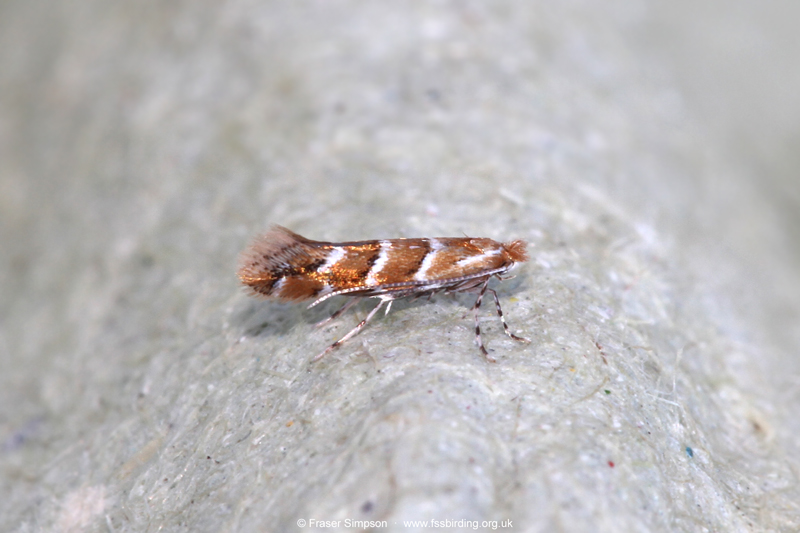 Horse Chestnut Leaf-miner (Cameraria ohridella)  Fraser Simpson
