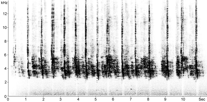 Sonogram of House Sparrow song