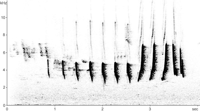 Sonogram of Iberian Chiffchaff song