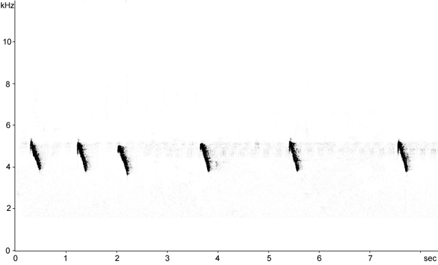 Sonogram of Iberian Chiffchaff calls