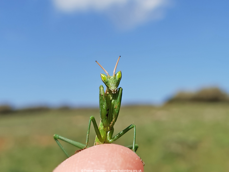 Iberian Mantis (Apteromantis aptera), Valle de Ojn, Parque Natural de los Alcornocales, Spain  Fraser Simpson