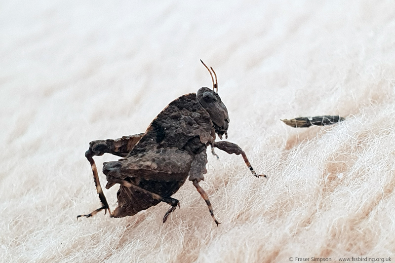 Iberian Wingless Groundhopper (Tetrix nodulosa)  Fraser Simpson