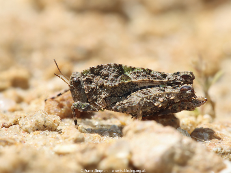 Iberian Wingless Groundhopper (Tetrix nodulosa)  Fraser Simpson