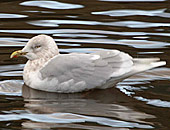 Iceland Gull