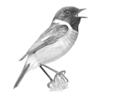 Stonechat - County Bird