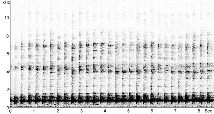 Sonogram of Kagu song