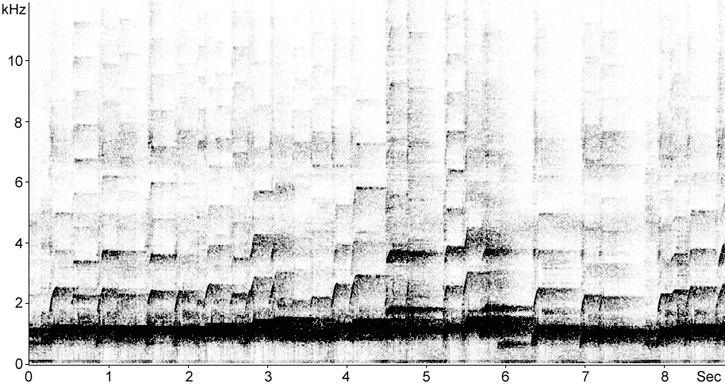Sonogram of Kagu song