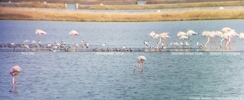 Whiskered Terns & Slender-billed Gulls, Kalloni Saltpans  Fraser Simpson    www.fssbirding.org.uk