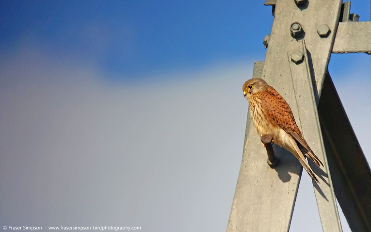 Common Kestrel (Falco tinnunculus)  Fraser Simpson 2016