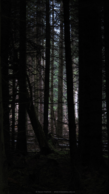 Kindrogan Forest  Fraser Simpson 