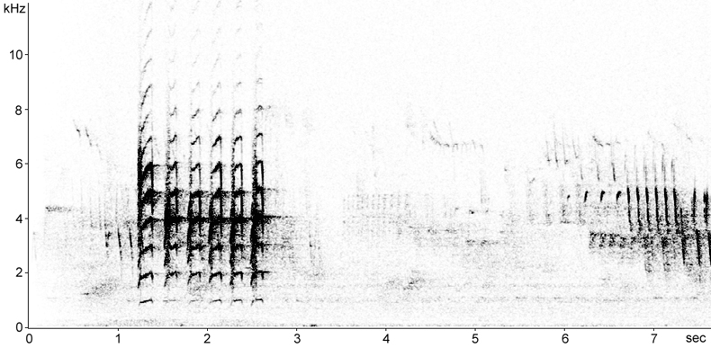 Sonogram of Krper's Nuthatch calls
