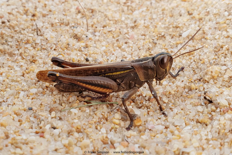 Lamenting Grasshopper (Eyprepocnemis plorans), Atlanterra, Spain  Fraser Simpson