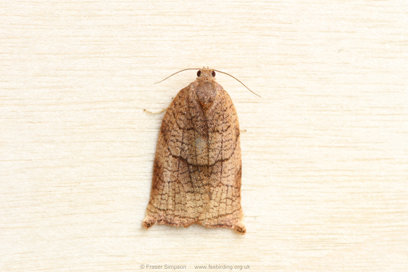 Large Fruit-tree Tortrix (Archips podana)  Fraser Simpson