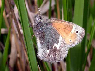 Large Heath (Coenonympha tullia)   Fraser Simpson