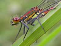 Large Red Damselfly