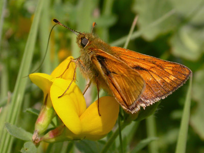 Large Skipper (Ochlodes venata)   Fraser Simpson