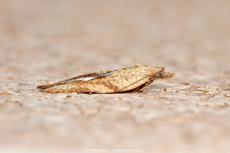 Light Brown Apple Moth (Epiphyas postvittana)  Fraser Simpson