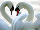 Mute Swan