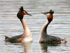 Great Crested Grebe