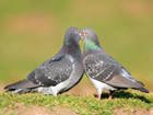 Feral Pigeon