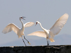 Little Egret