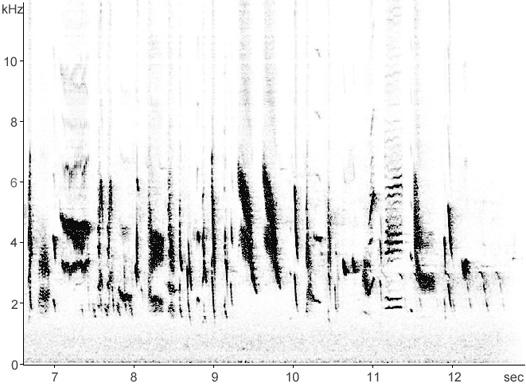 Sonogram of Linnet song