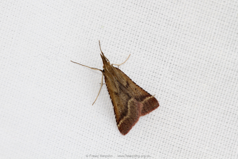 Long-legged Tabby (Synaphe punctalis)  Fraser Simpson