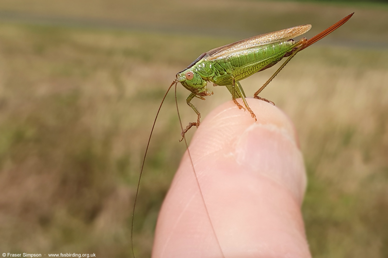 Long-winged Conehead (Conocephalus fuscus)  Fraser Simpson