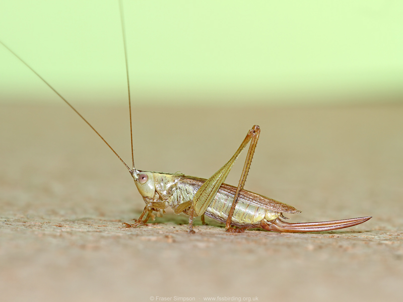Long-winged Conehead (Conocephalus fuscus)  Fraser Simpson