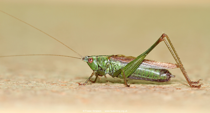 Long-winged Conehead (Conocephalus fuscus)  Fraser Simpson